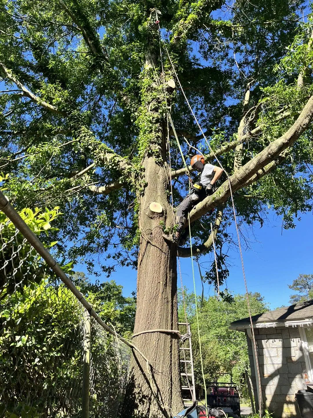 Image depicting tree service training practices ensuring safety and quality in tree care.