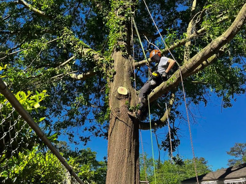 Professional tree service team pruning a large tree in Richland SC neighborhood.
