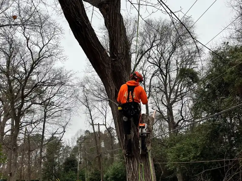 tree removal project Lexington South Carolina residential yard