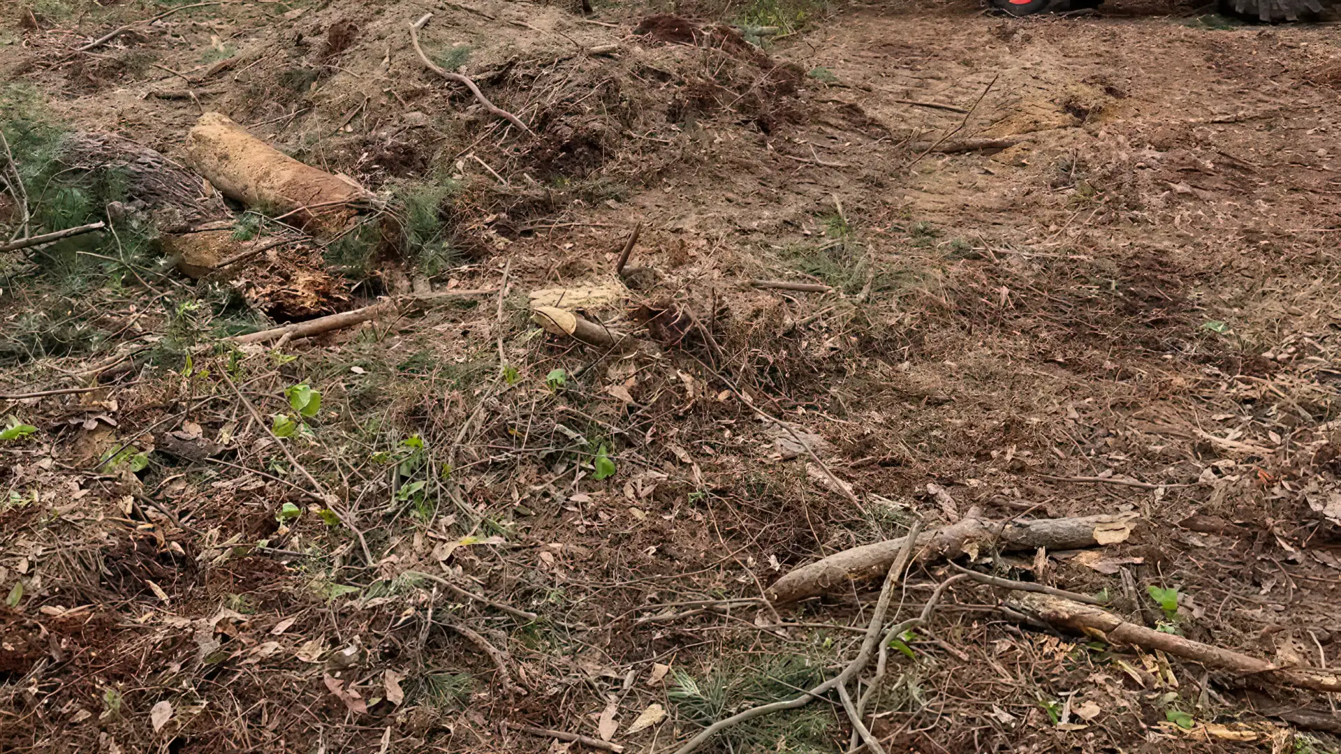 Banner image promoting brush removal services for overgrown properties in Lexington SC.