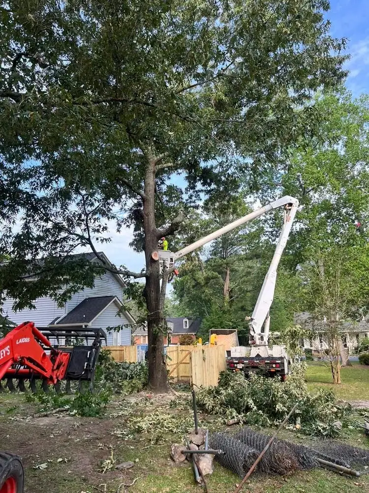 Dead tree removal near dock in Lexington SC with safe controlled removal