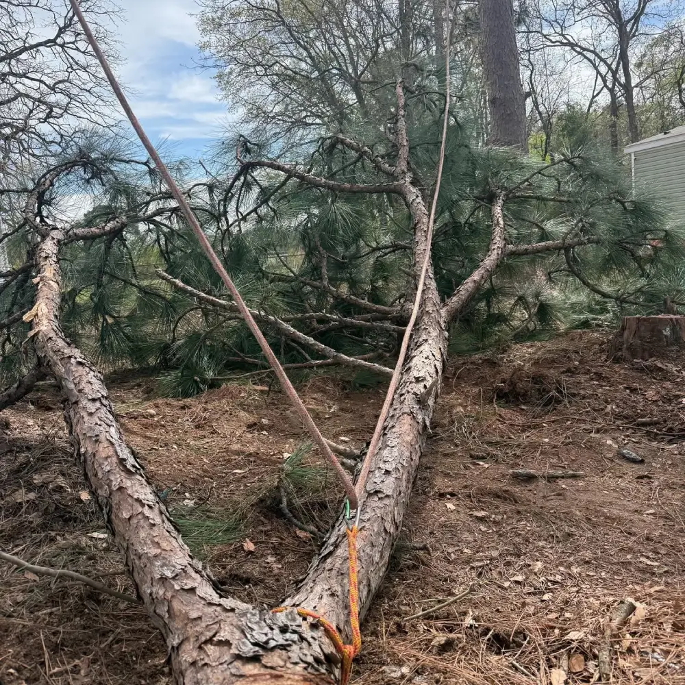 Pine tree removal in Lexington SC with complete cleanup and no visible debris