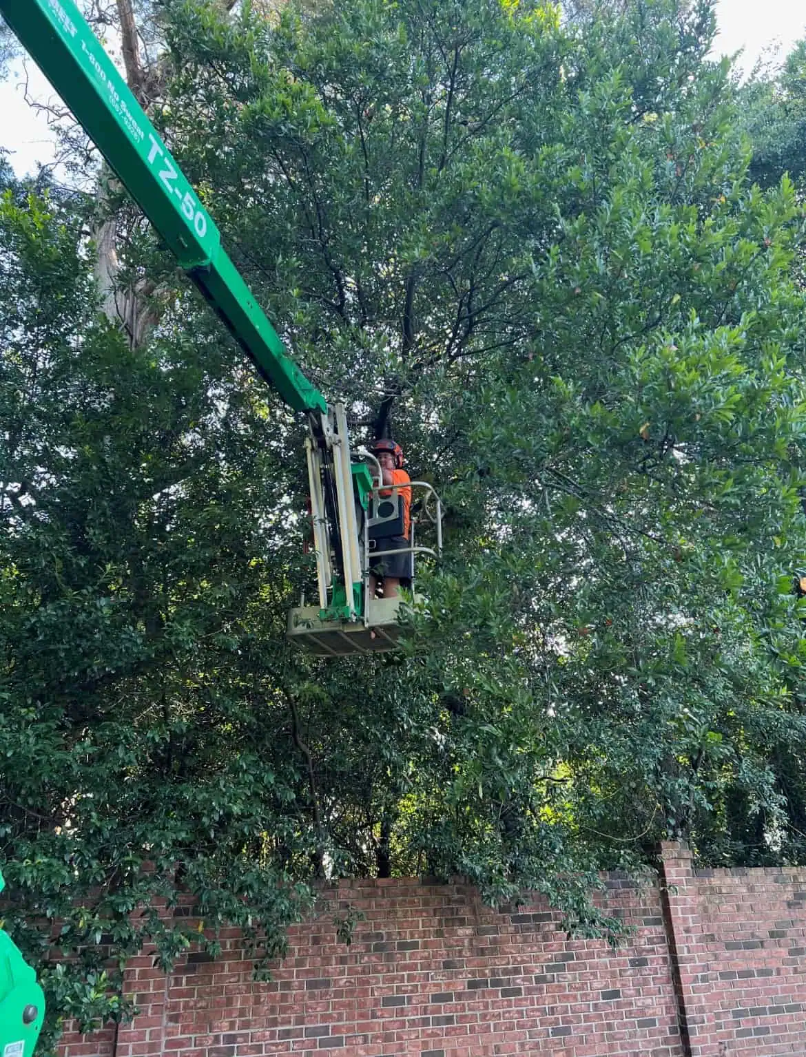 Tree Service in Irmo SC Shealey’s Property Care