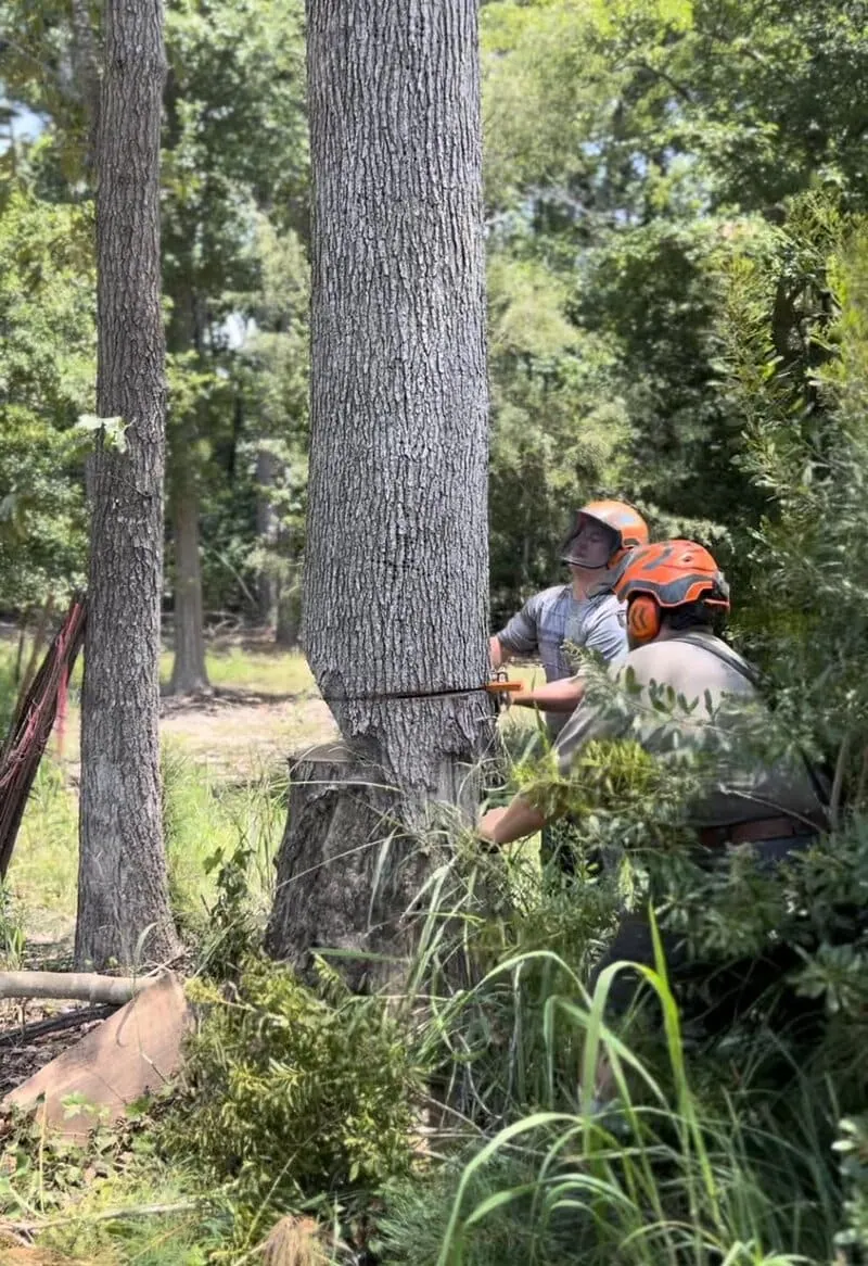 Large tree removal in Lexington SC with safe process and full cleanup