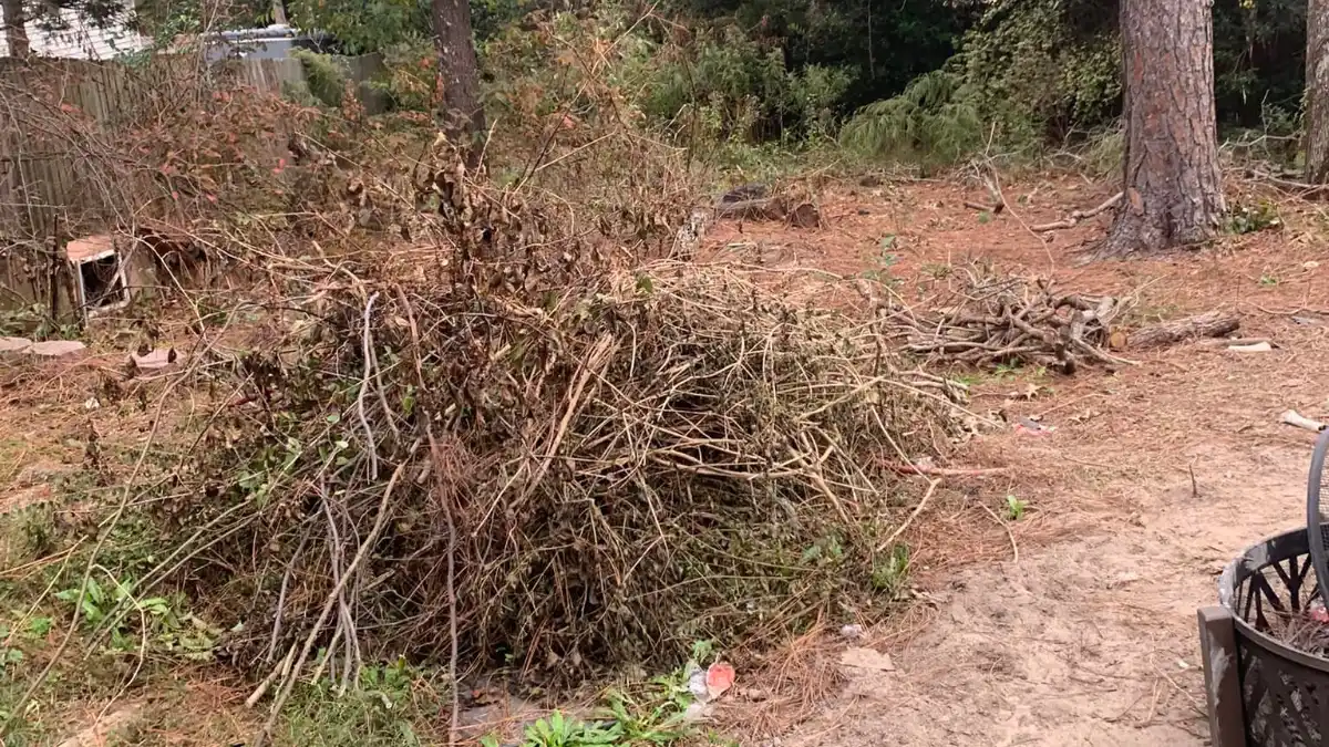 Years of untreated brush growth on a Lexington SC property requiring professional land clearing