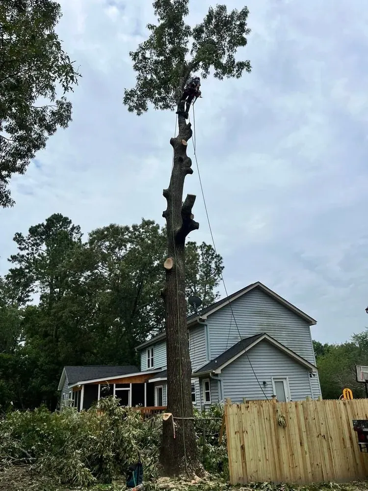 Tree removal in Lexington SC with detailed cleanup and professional finish